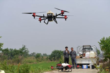 (miniature) Des agriculteurs utilisent des drones pour pulvériser des pesticides sur une rizière dans le district de Nanchang