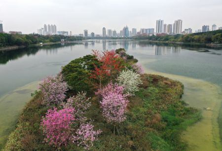 (miniature) Des fleurs sur les &icirc;lots au milieu du lac Nanhu &agrave; Nanning