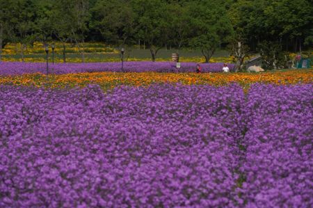 (miniature) Photo de champs de fleurs dans le parc forestier du mont San Tai