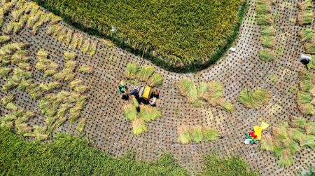 (miniature) R&eacute;colte du riz dans le village de Shanshu &agrave; Changning