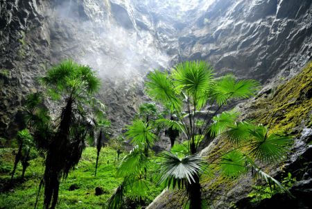 (miniature) Des plantes dans un tiankeng