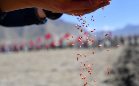 (miniature) Des graines sont semées lors d'une cérémonie marquant le début du labour printanier dans le village de Carbanang