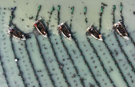 (miniature) Photo aérienne des pêcheurs récoltant du varech à Rongcheng
