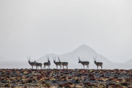 (miniature) Cette photo montre des antilopes tibétains dans la Réserve naturelle nationale des monts Altun