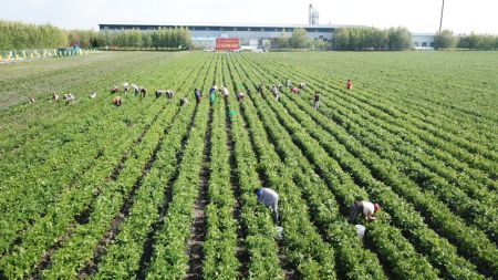(miniature) Photo aérienne montre que des employés cueillent des haricots verts dans une base de démonstration de plantation de haricots verts