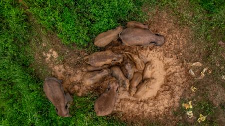 (miniature) Photo d'éléphants s'amusant dans la boue dans le bourg de Dadugang