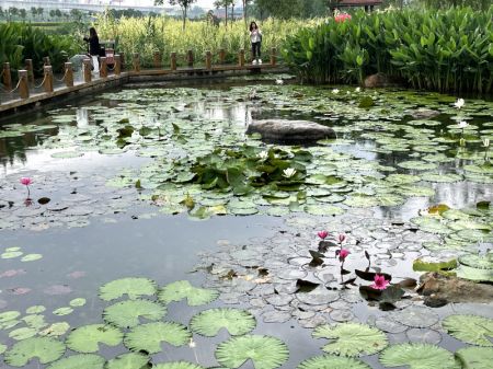 (miniature) Des touristes visitent le parc de la zone humide de la rivière Nakao à Nanning