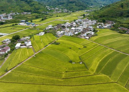 (miniature) Photo aérienne de rizières dans le village de Xinglong