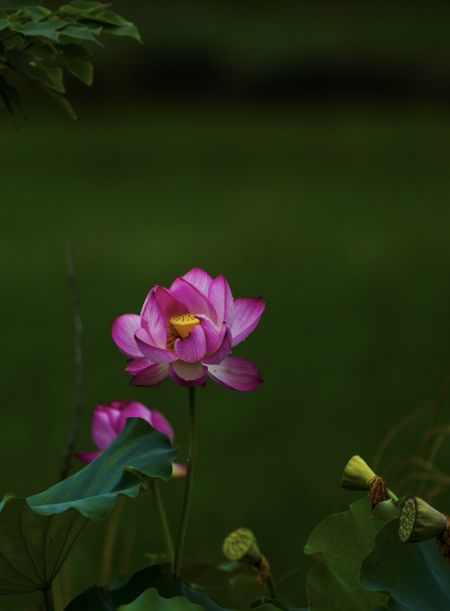 (miniature) Des fleurs de lotus dans un parc du village de Shimen du bourg de Dalin