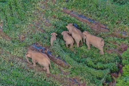 (miniature) Photo aérienne d'un troupeau d'éléphants d'Asie dans le bourg de Dalongtan du district d'Eshan de la ville de Yuxi