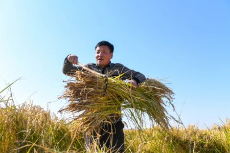 (miniature) Un agriculteur r&eacute;colte du riz dans le bourg de Xihe de la ville de Shulan