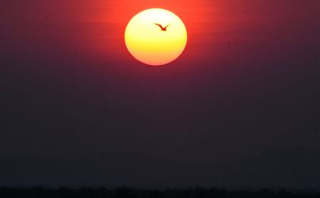 (miniature) Un oiseau survole la réserve naturelle de mangroves de Shankou