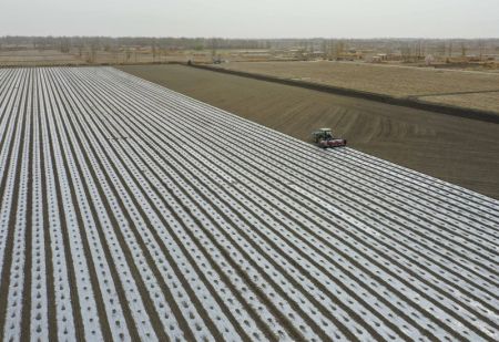 (miniature) Des agriculteurs recouvrent un champ avec des bâches en plastique à Yuli