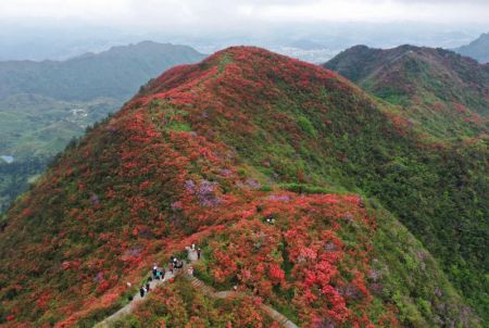 (miniature) Des touristes admirent des fleurs d'azalées dans la montagne de Longquan du district de Danzhai
