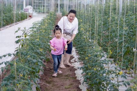 (miniature) Une femme et sa fille récoltent des tomates cerise dans une ferme intelligente dans l'arrondissement de Liangping à Chongqing