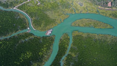 (miniature) Vue aérienne de la réserve naturelle de mangroves de Shankou