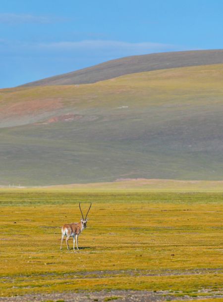 (miniature) Une antilope tibétaine dans la Réserve naturelle nationale de Serling Tso à Nagqu