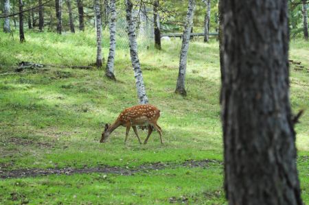 (miniature) Un cerf sika dans le parc forestier national d'Arxan