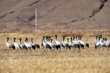 (miniature) Des grues à col noir sont aperçues dans une réserve naturelle du district de Lhunzhub