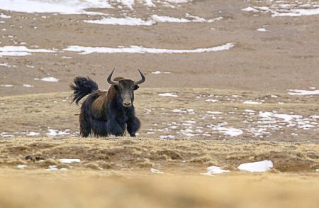 (miniature) Un yack sauvage à la source de la section du fleuve Jaune au parc national de Sanjiangyuan