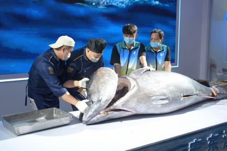 (miniature) Des employ&eacute;s d&eacute;coupent un thon lors de l'Expo internationale sur les fruits de mer et la p&ecirc;che de Chine (Fuzhou) 2023