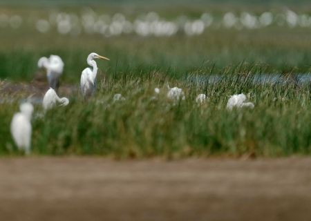 (miniature) Des aigrettes dans la zone humide de l'estuaire de la rivière Minjiang dans la province chinoise du Fujian (sud-est)