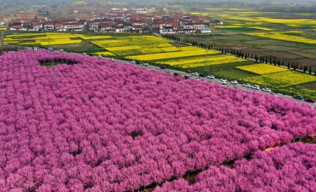 (miniature) Des visiteurs admirent des fleurs à Hanzhong