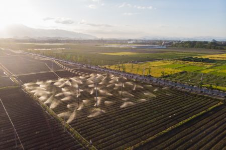 (miniature) Photo a&eacute;rienne d'un syst&egrave;me d'irrigation dans une base de l&eacute;gumes du bourg de Qingtang