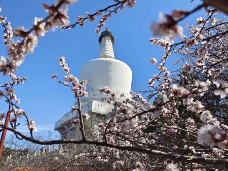 (miniature) Des fleurs épanouies avec la Pagode blanche en arrière-plan au parc de Beihai