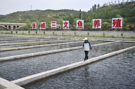 (miniature) Photo d'une base d'élevage de saumons dans le village de Zhangfeng à Jincheng