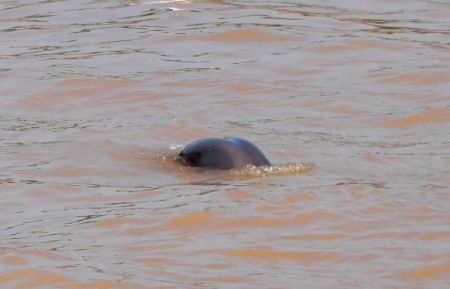 (miniature) Un marsouin aptère nage dans le fleuve Yangtsé à Yichang