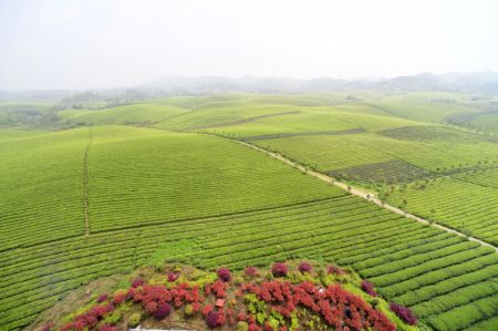 (miniature) Paysage des plantations de thé dans le bourg de Yongxing du district de Meitan