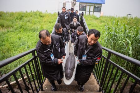(miniature) Des employés transportent un marsouin aptère du Yangtsé dans un équipement de transport dans la province chinoise du Hubei (centre)
