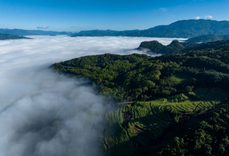 (miniature) Photo aérienne prise le 9 décembre 2022 d'un champ de thé enveloppé par une mer de nuages dans le district autonome Wa de Cangyuan