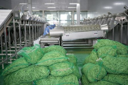 (miniature) Des travailleurs transforment des haricots verts dans un atelier de la Tianwei Food Co