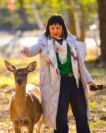 (miniature) Une visiteuse s'amuse avec un cerf sika dans un parc à cerfs à Arxan de la Ligue de Hinggan