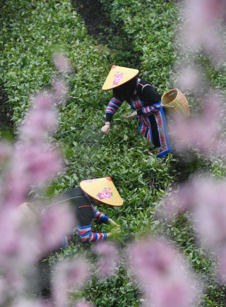 (miniature) Des villageoises cueillent des feuilles de th&eacute; dans le bourg de Tashan