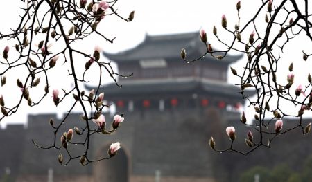 (miniature) Fleurs de magnolia sous la pluie devant un ancien mur d'enceinte à Suzhou