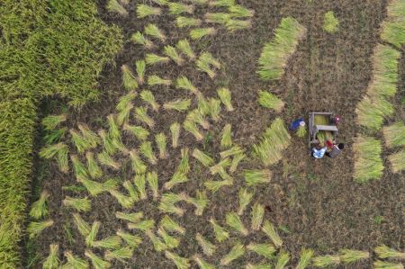 (miniature) Photo aérienne d'agriculteurs récoltant du riz dans une rizière du village de Baihecang