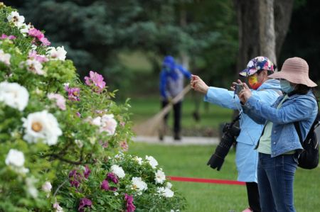 (miniature) - Des touristes prennent des photos de pivoines dans la zone touristique de Sun Island à Harbin