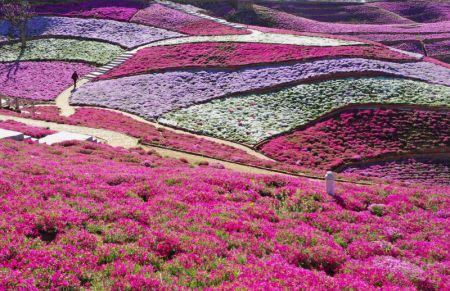 (miniature) Photo aérienne montrant des fleurs de shibazakura à Qianxi