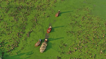 (miniature) Photo a&eacute;rienne prise le 23 septembre 2021 d'agriculteurs r&eacute;coltant des racines de lotus dans le bourg de Banqiao de la ville de Hengyang