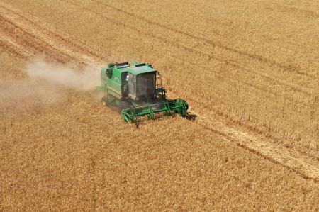 (miniature) Une moissonneuse de bl&eacute; dans la ferme de Wupu