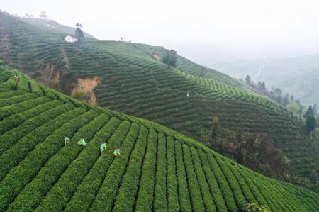(miniature) Photo aérienne des villageois cueillant des feuilles de thé dans un village du district de Guiding