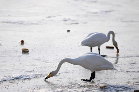 (miniature) Des cygnes passent l'hiver dans une zone humide du bourg de Dachuan