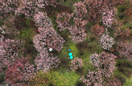 (miniature) Photo aérienne de touristes admirant des fleurs dans un parc écologique de Yangzhou