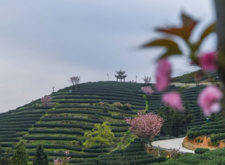 (miniature) Vue de fleurs de cerisier dans un jardin de thé du village de Bashan