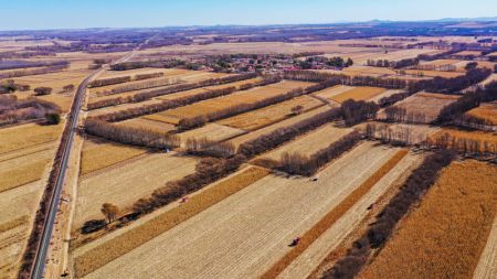 (miniature) Photo a&eacute;rienne d'agriculteurs r&eacute;coltant du ma&iuml;s dans la banni&egrave;re de Naiman