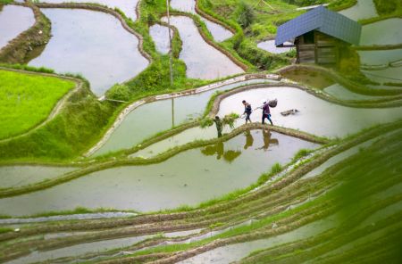(miniature) Des villageois marchent dans les champs du village de Jiaye du district de Congjiang