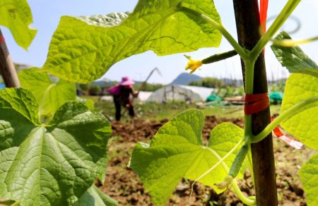 (miniature) Une agricultrice travaille dans les champs